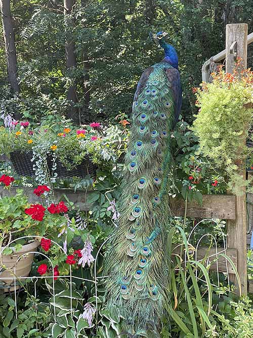 The peacock at Oak Hollow Acres