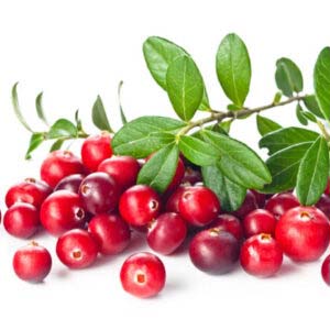 Cranberry Scent