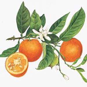 Orange & Clove Scent